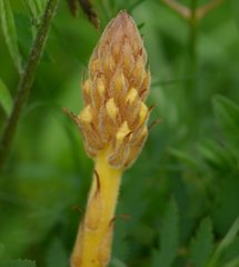 Orobanche alsatica