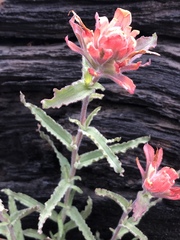 Castilleja applegatei