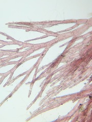 Callithamnion acutum