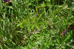 Potentilla gracilis