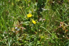 Potentilla gracilis