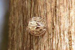 Emcephalus floccosus