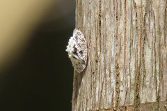 Emcephalus floccosus