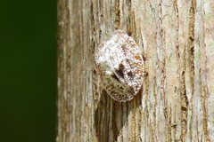 Emcephalus floccosus