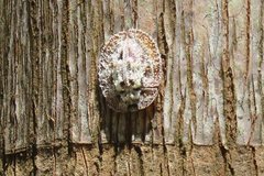 Emcephalus floccosus