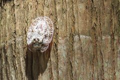 Emcephalus floccosus