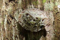 Emcephalus floccosus