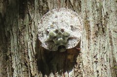 Emcephalus floccosus