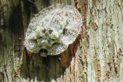 Emcephalus floccosus