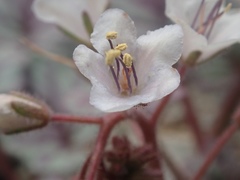 Phacelia longipes