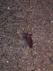 Adelphocoris rapidus