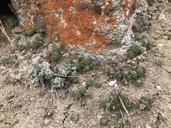 Androsace jacquemontii robusta