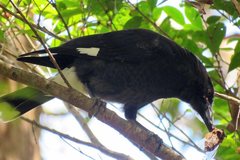 Strepera graculina graculina