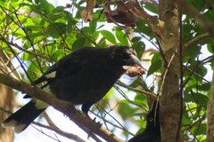 Strepera graculina graculina