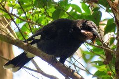 Strepera graculina graculina