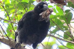 Strepera graculina graculina