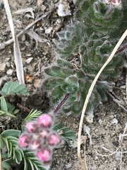 Androsace jacquemontii robusta