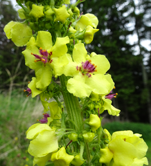 Verbascum alpinum