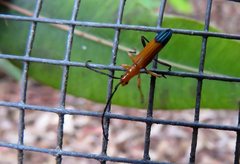 Stenoderus ostricilla