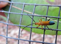 Stenoderus ostricilla