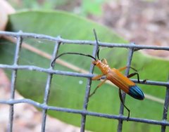 Stenoderus ostricilla