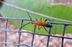 Stenoderus ostricilla