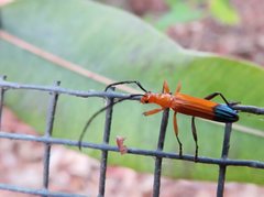 Stenoderus ostricilla