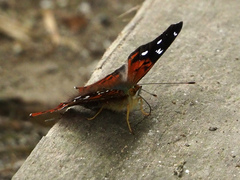 Hypanartia kefersteini
