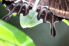 Papilio fuscus