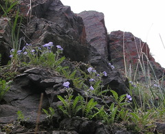 Polemonium boreale