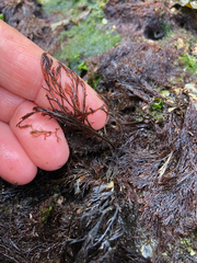 Odonthalia floccosa