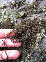 Melanosiphon intestinalis