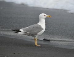 Yellow-Legged Gull photo 4