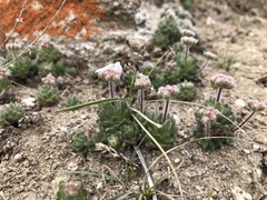 Androsace jacquemontii robusta