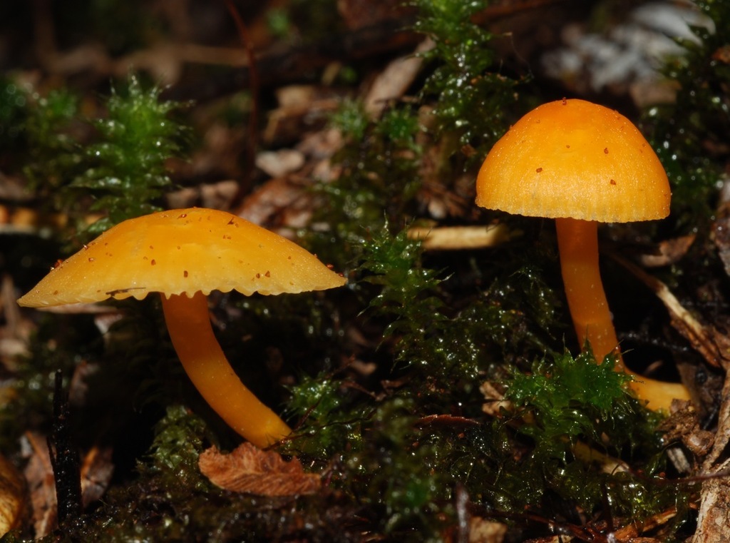 Hygrocybe blanda