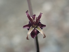 Caulanthus amplexicaulis