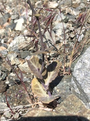 Caulanthus amplexicaulis