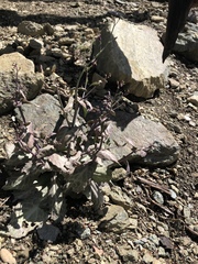 Caulanthus amplexicaulis