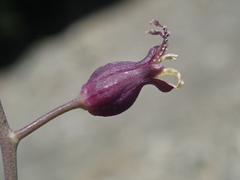 Caulanthus amplexicaulis