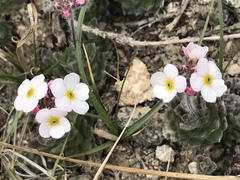 Androsace jacquemontii robusta