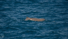 Sousa sahulensis