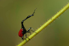 Trachelophorus giraffa