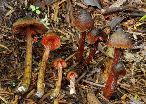 Hygrocybe astatogala