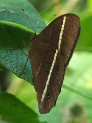 Parataygetis lineata