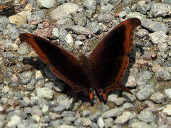 Marpesia zerynthia