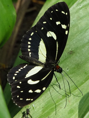 Elzunia humboldt