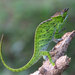 Canopy Chameleon - Photo (c) John Sullivan, some rights reserved (CC BY-NC), uploaded by John Sullivan