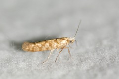 Argyresthia alternatella