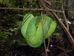 Green Python photo 3