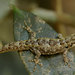 Lygodactylus guibei - Photo (c) John Sullivan,  זכויות יוצרים חלקיות (CC BY-NC), הועלה על ידי John Sullivan